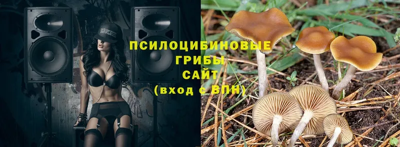 Псилоцибиновые грибы MAGIC MUSHROOMS  mega онион  Урюпинск  как найти  